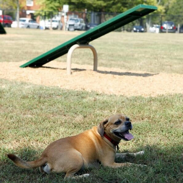 BarkPark™ Teeter Totter