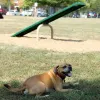 BarkPark™ Teeter Totter thumbnail 2