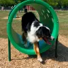 BarkPark™ Doggie Crawl thumbnail 2