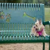 BarkPark™ Deluxe Dog Park Amenities Kit thumbnail 4