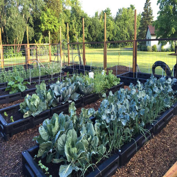 Border Timber Raised Garden Beds with Weed Mat