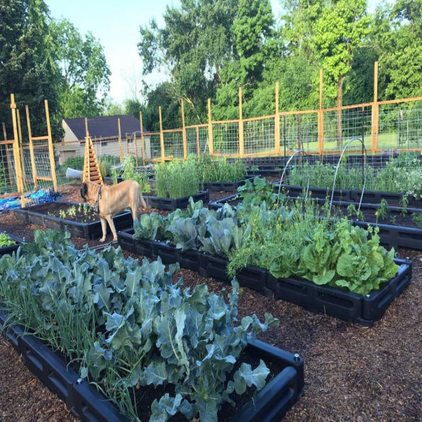 Border Timber Raised Garden Beds with Weed Mat