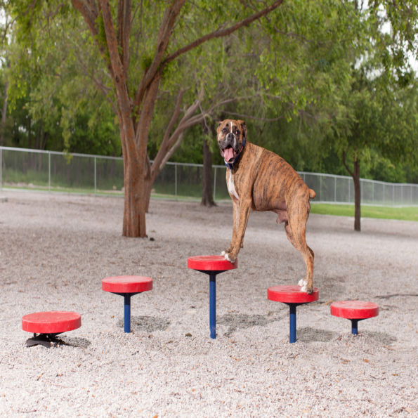 Complete Dog Park Agility System