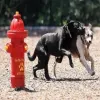 Complete Dog Park Agility System thumbnail 14