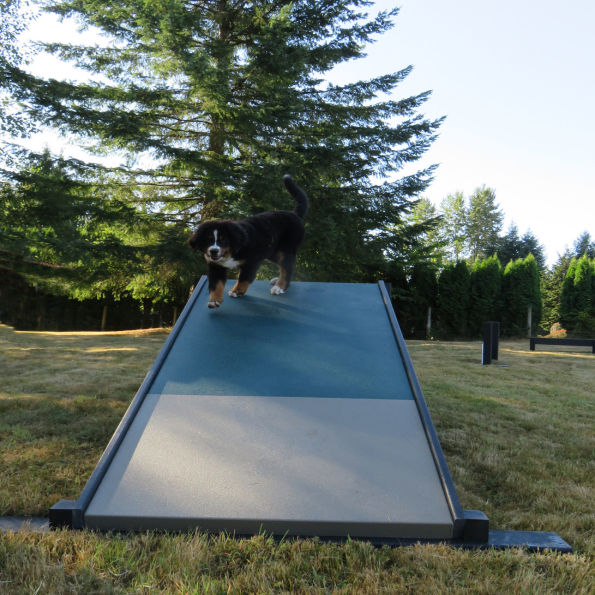 Complete Dog Park Agility System