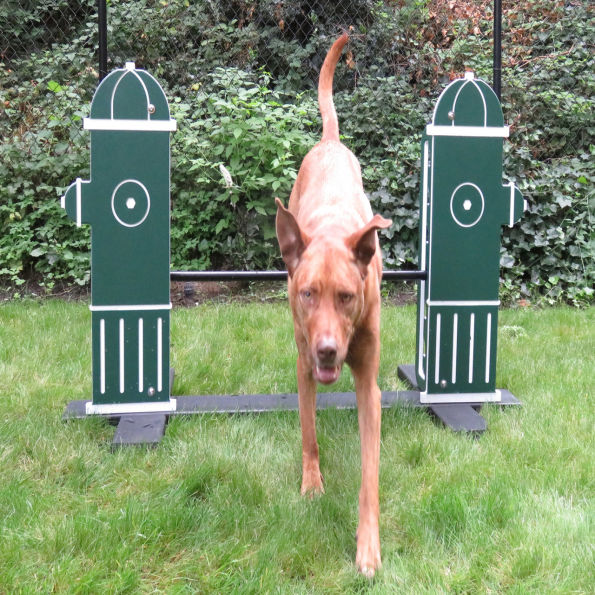 Complete Dog Park Agility System