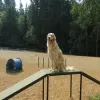 Gold Dog Park Agility Package thumbnail 12