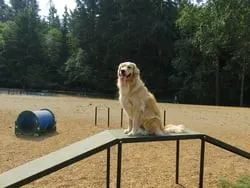 Gold Dog Park Agility Package