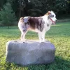 NatureDog™ Dog Park System thumbnail 10