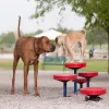 Dog Park Agility Walk Set of 5 thumbnail 4