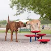 Dog Park Agility Walk Set of 5 thumbnail 6