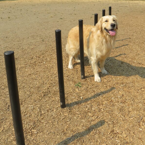 Dog Park Flexible Weave Poles Set of 6