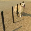 Dog Park Flexible Weave Poles Set of 6 thumbnail 3