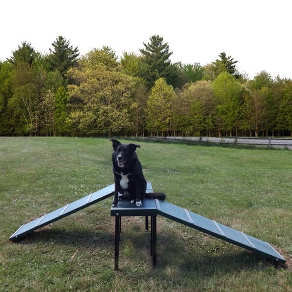 Dachshund Double Dog Park Ramp