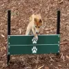 Dog Park Pointer Plank Jumps thumbnail 4