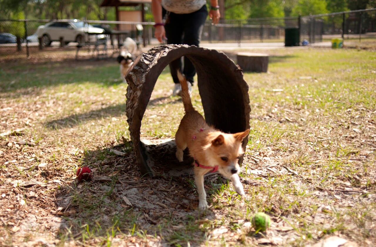 Dog-On-It Parks Dog Park Terrier Tunnel | NoahsPlay.com