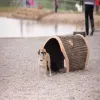 Terrier Tunnel thumbnail 4