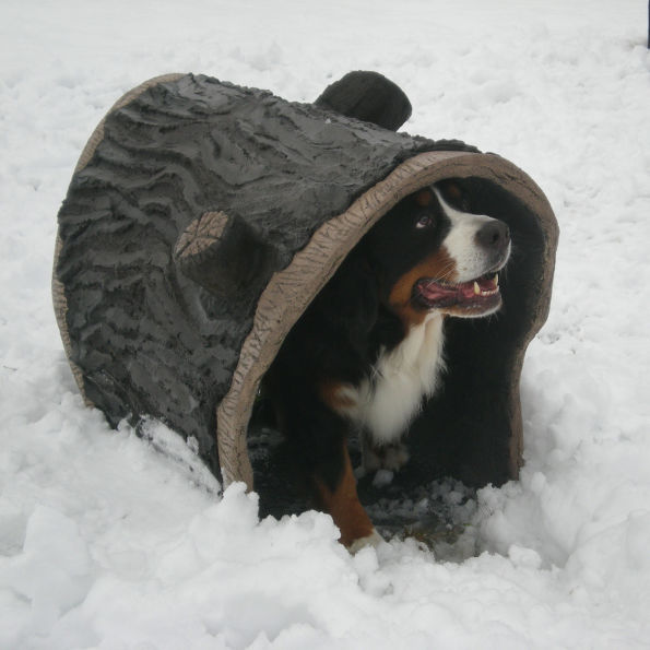Dog Through the Log Dog Park Tunnel