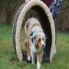 Dog Through the Log Dog Park Tunnel thumbnail 3