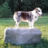Dog Park Climbing Boulders thumbnail 6