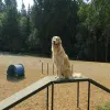 Dog Walk Ramp thumbnail 6