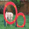 Double Hoop Dog Park Jump thumbnail 4