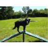 Corgi Climb thumbnail 1