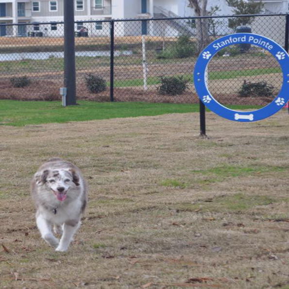 Spaniel Single Hoop Jump