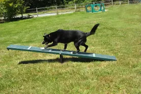 Agility & Balance